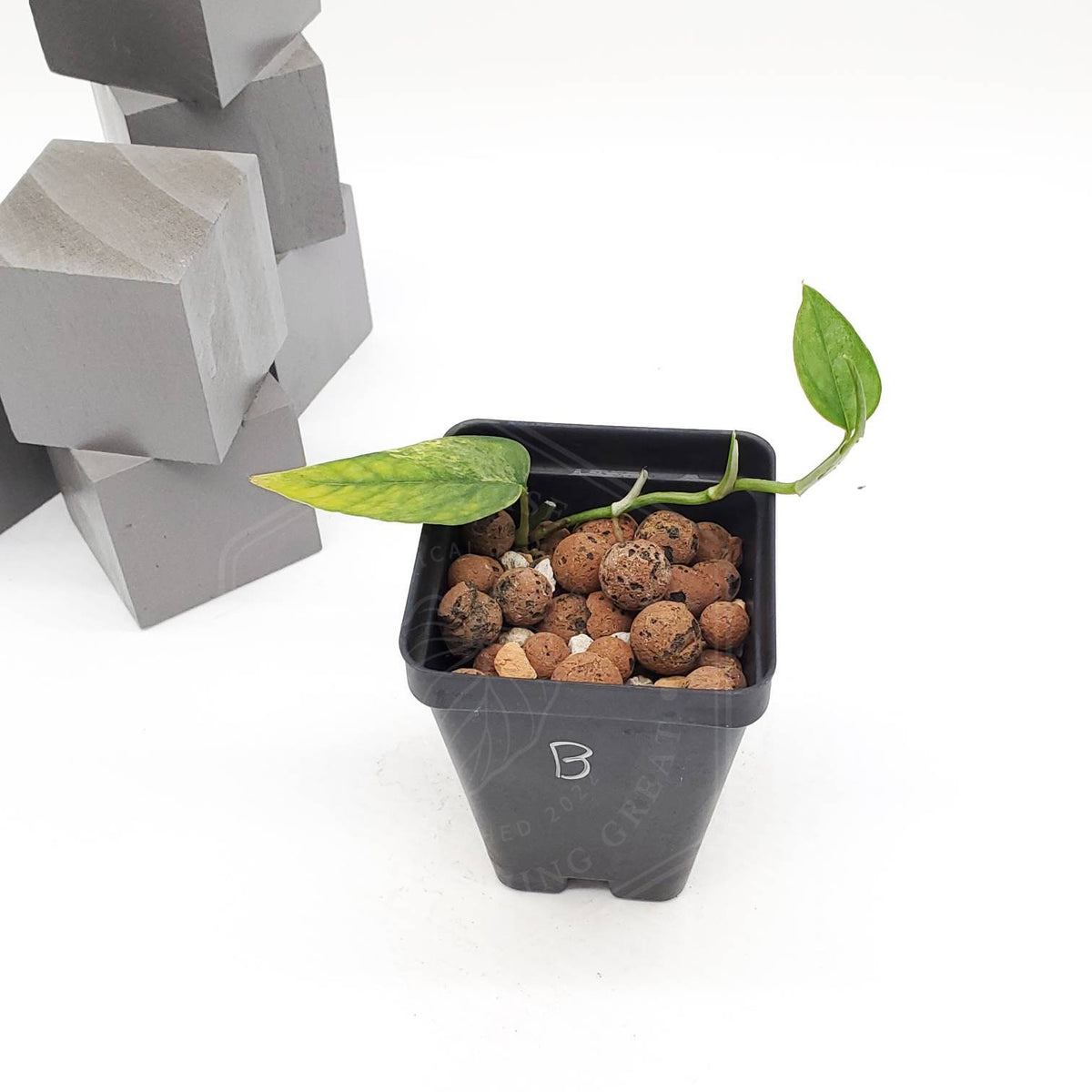 Epipremnum pinnatum 'Mint' Variegated - US Seller - Indoor Grown
